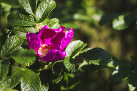 Stock Image: rose hip blossom