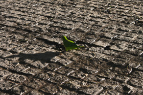 Stock Image: rose ringed parakeet in barcelona