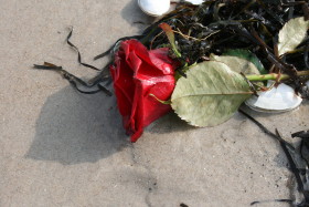 Stock Image: Rose washed up on the beach