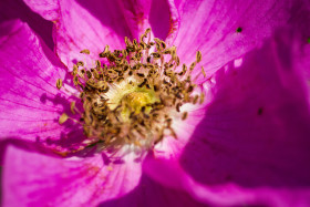 Stock Image: rosehip blooming blossom