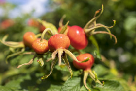 Stock Image: Rosehips on the branches