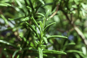 Stock Image: rosemary herb plants