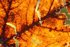 Stock Image: rotten leaf in light background