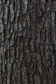 Stock Image: rough bark tree texture