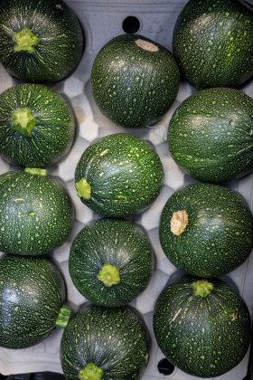 Stock Image: Round zucchini