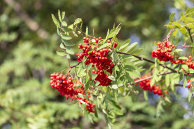 Stock Image: Rowan berries on a tree