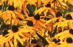 Stock Image: Rudbeckia fulgida Aiton, Orange coneflower