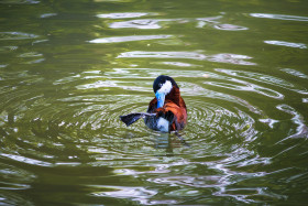 Stock Image: Ruddy Duck Oxyura jamaicensis