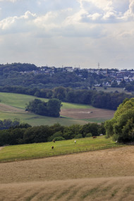 Stock Image: Rural landscape with horses in a pasture