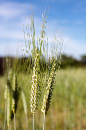 Stock Image: Rye ears in June