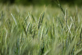 Stock Image: Rye field