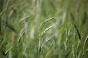 Stock Image: Rye field