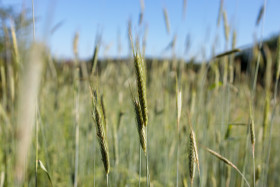 Stock Image: Rye field thrives in early summer