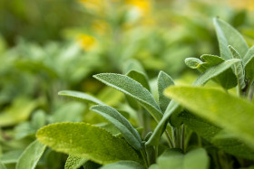 Stock Image: Sage growing wild