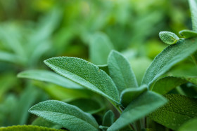 Stock Image: Sage plant