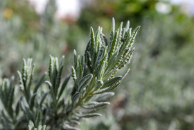 Stock Image: Sage plant