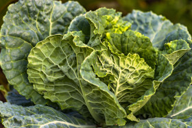 Stock Image: Savoy cabbage growing on the field