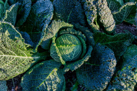 Stock Image: Savoy cabbage grows in the garden