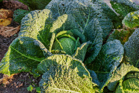 Stock Image: Savoy cabbage in a field