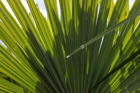 Stock Image: Saw Palmetto Leaf