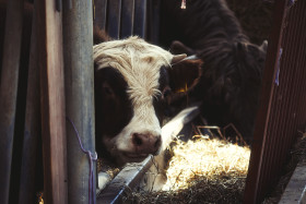 Stock Image: scottish highland calf