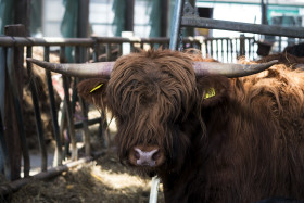 Stock Image: scottish highland cattle