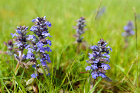 Stock Image: Scutellaria flower