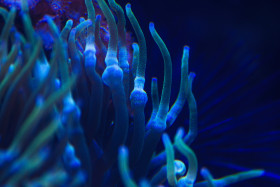 Stock Image: sea anemone blue