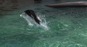 Stock Image: sea lion jumps out of water