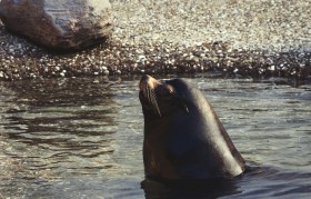 Stock Image: sea lion spys out the water