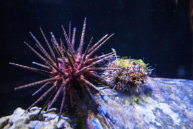 Stock Image: sea urchin
