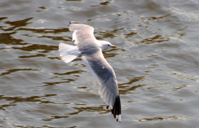 Stock Image: seagull flying over the water