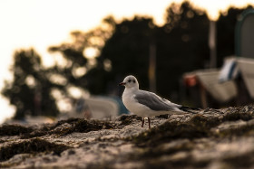 Stock Image: Seagull on the beach of the Baltic Sea