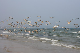 Stock Image: Seagulls fly over the Baltic Sea beach