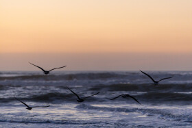 Stock Image: Seagulls flying over the waves of the sea