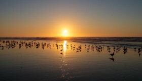 Stock Image: Seagulls on the beach of Nazare in Portugal