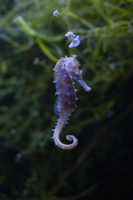 Stock Image: Seahorse Hippocampus