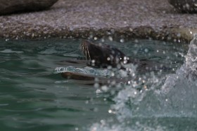 Stock Image: seal head water splash
