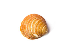 Stock Image: seashell isolated on a white background