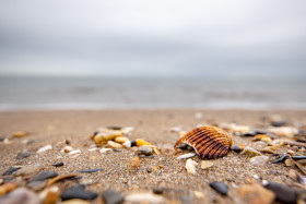 Stock Image: Seashells on the beach