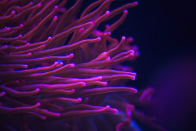 Stock Image: sebae anemone