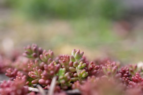 Stock Image: Sedum spathulifolium