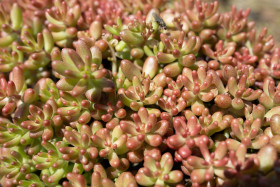 Stock Image: Sedum spathulifolium stonecrop plant