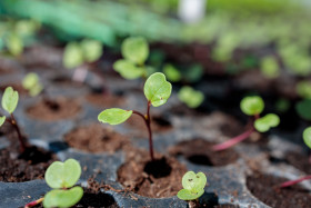 Stock Image: Seedlings