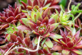 Stock Image: Sempervivum in nature