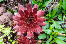 Stock Image: Sempervivum tectorum