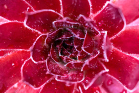 Stock Image: Sempervivum tectorum or houseleek full frame close up background