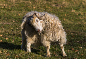 Stock Image: sheep dressing up