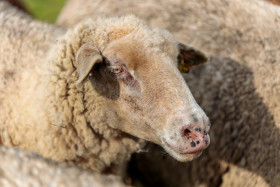 Stock Image: Sheep head