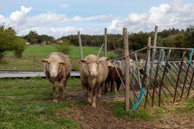 Stock Image: Sheep in a pasture in Portugal